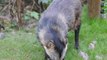Marderhund beim Fressen im Wildgehege Hellenthal