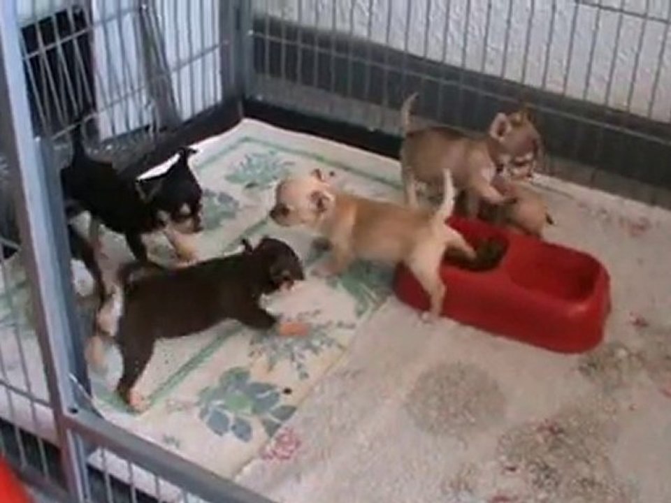 Silhouette et ses petits