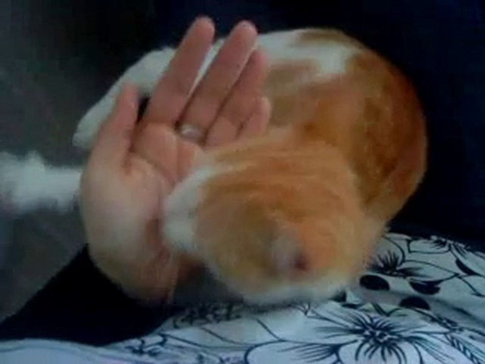 Plassac mn ti chaton