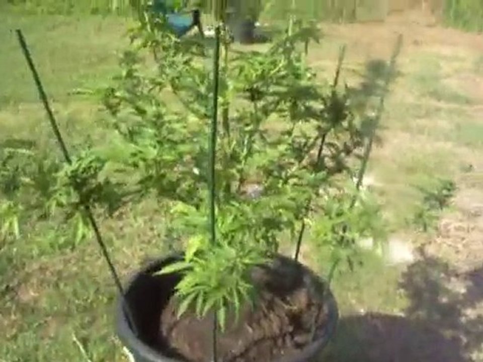 Super Cropping Cannabis #3