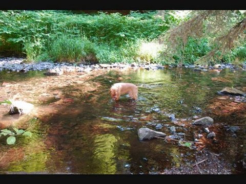 promenade au saut des cuves a gerardmer