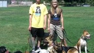 Yucaipa Dog Trainer, Dog Training Yucaipa, Dog Sitting Yuca