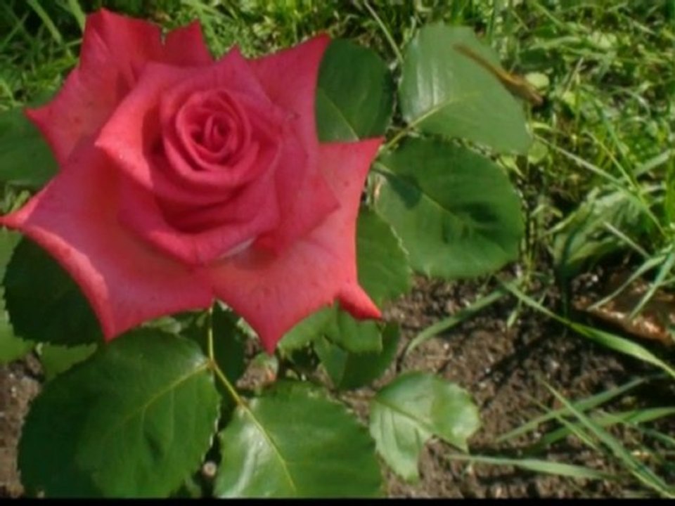 comme j'ai toujours roch Voisine