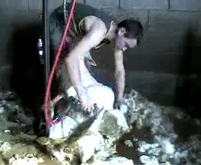 tonte brebis à Saulque