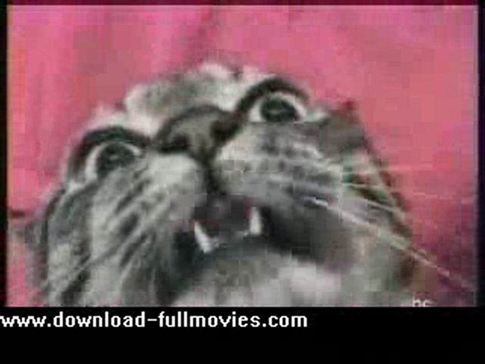 Talking cat