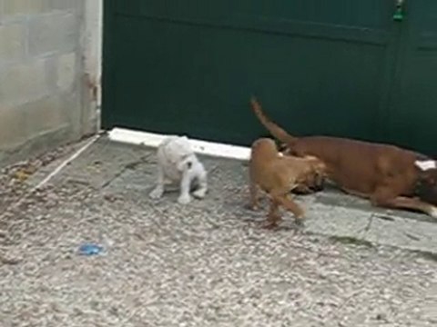 Portée d'Anaïs et Valdo