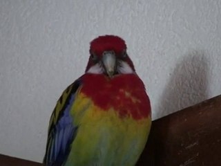 homage à Tahiti qui nous a quitté