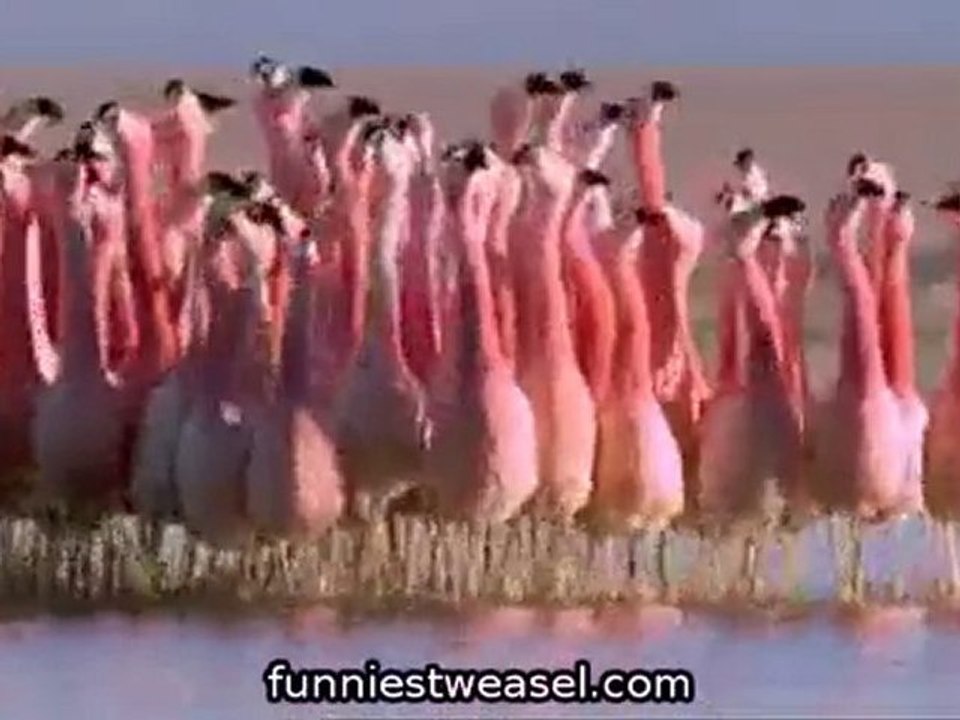 HILARIOUS Mad T.V Coach Hines FUNNY