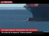 choque de ballena y barco carguero (05 08 10)