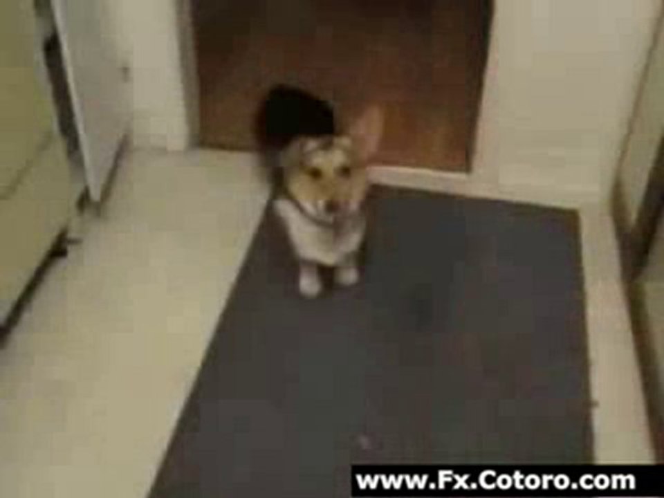 Dog Loves The Beatles Voice