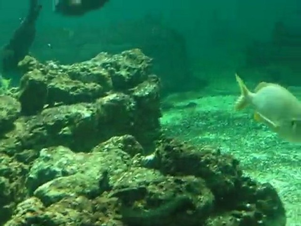 AQUARIUM TALMONT 02