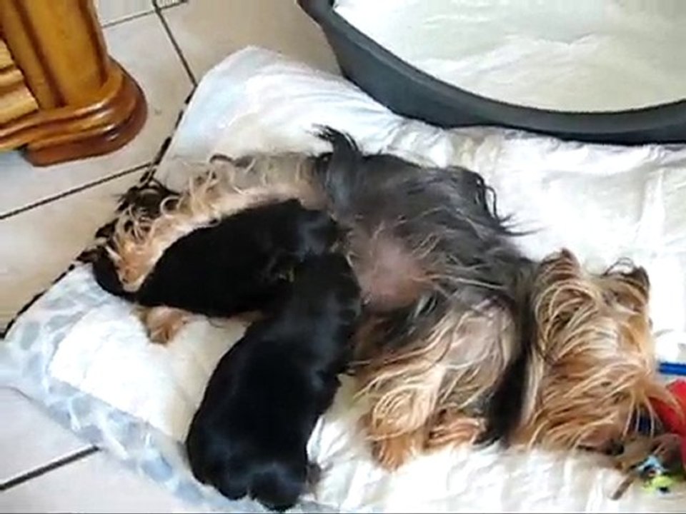 Finnian & Faolan (24j)  Yorkshires 11.08.2010