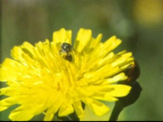 Ce petit monde des insectes