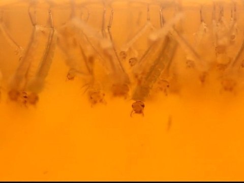 La danse des larves de moustiques