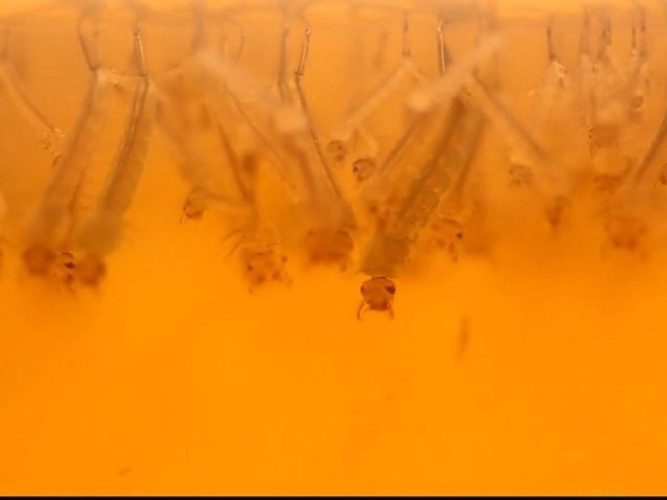 La danse des larves de moustiques