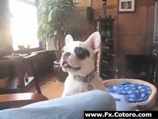 Buddys Funny Bark