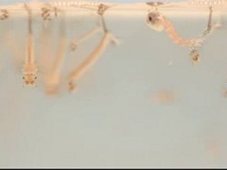 Les larves de moustiques filtreuses d'eau