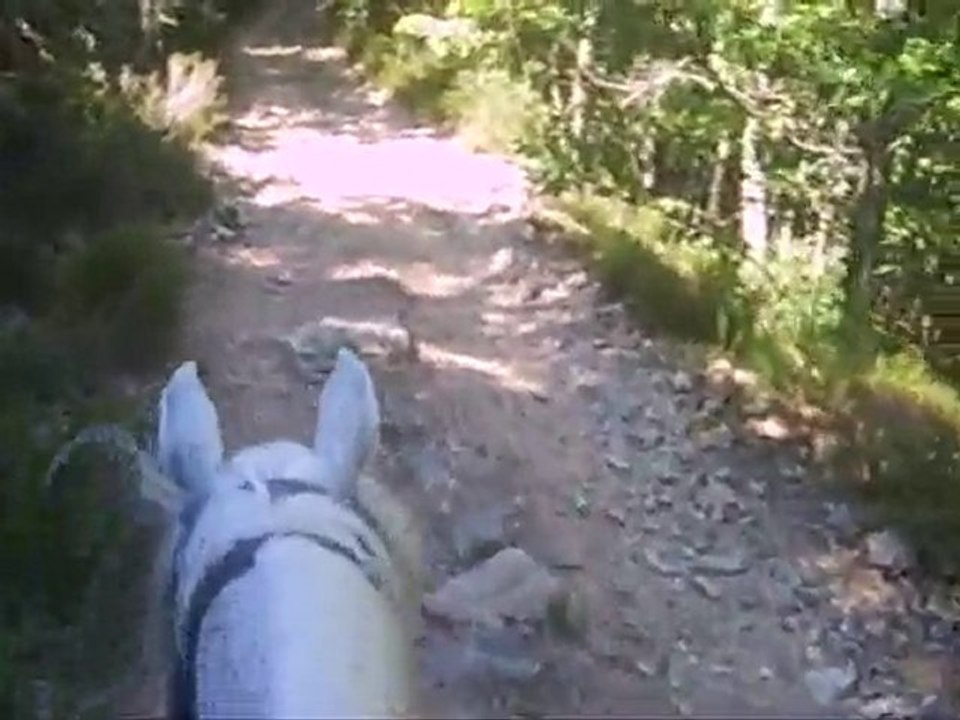 Rando 2010