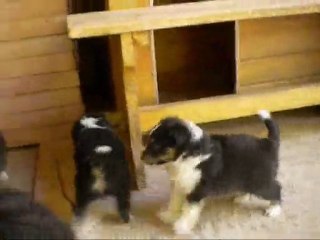 Les chiots à 5 semaines
