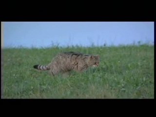 Sauvage, le chat forestier - la bande annonce