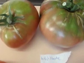 tomate de debut aout 2010