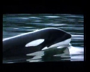 Sauvez Willy 3 [1/5]