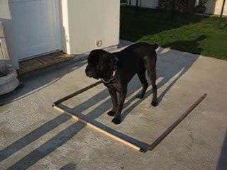 Cane corso Cyrius