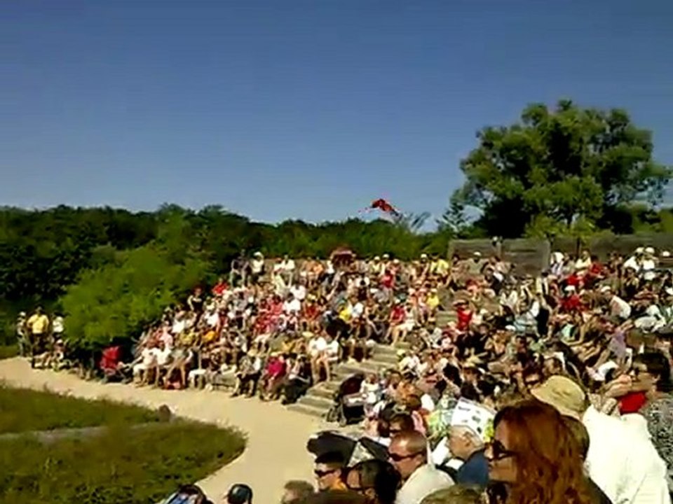 video spectacle oiseaux