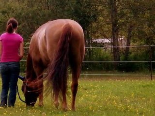 Mon cheval Napoléon