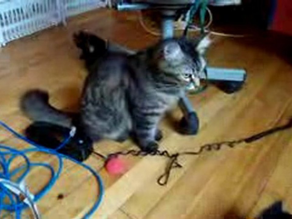 chatons premiers pas