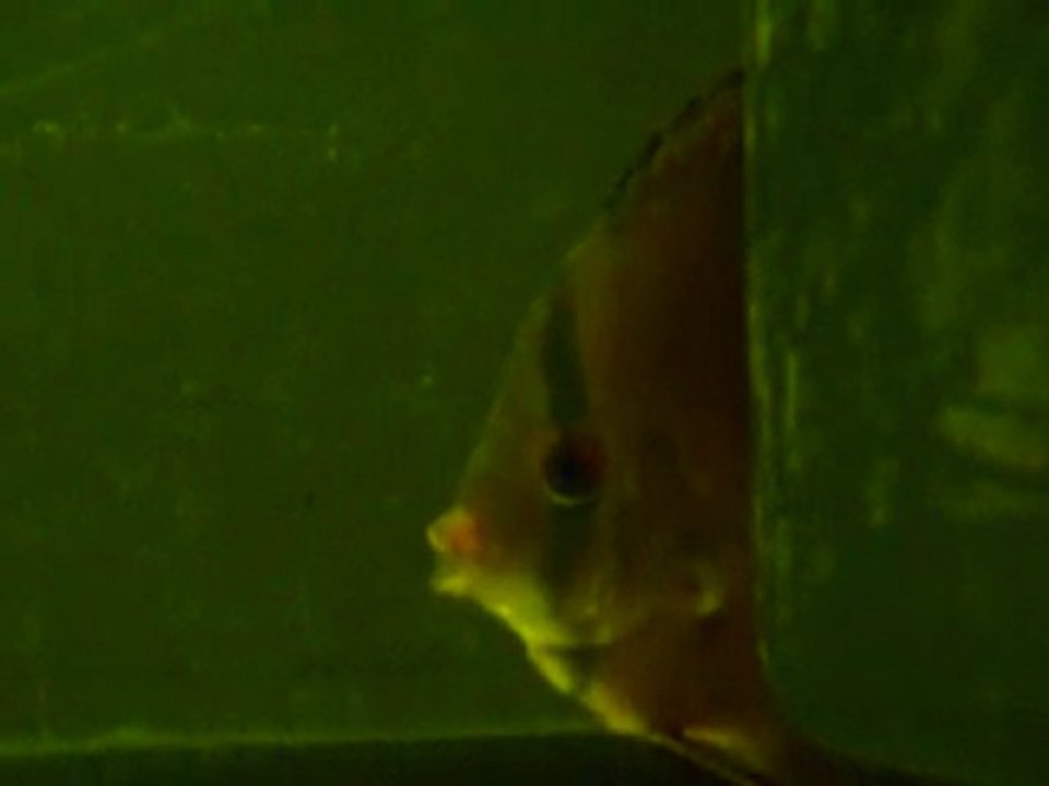 discus malade 11 aout