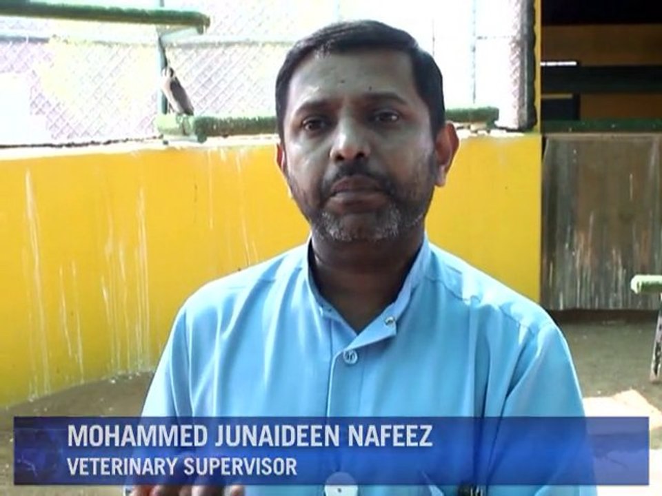 Sick falcons treated at specialist UAE hospital