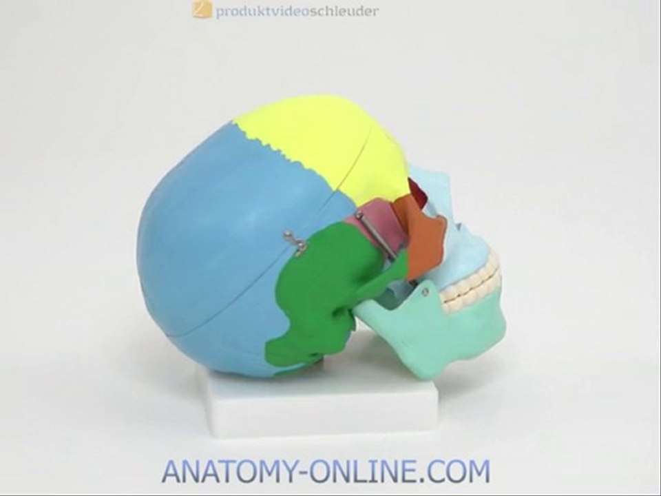 Schädel Modell Color