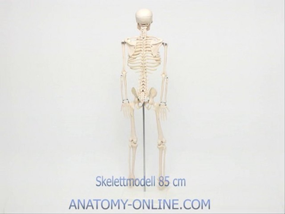 Anatomie skelett modell 84cm