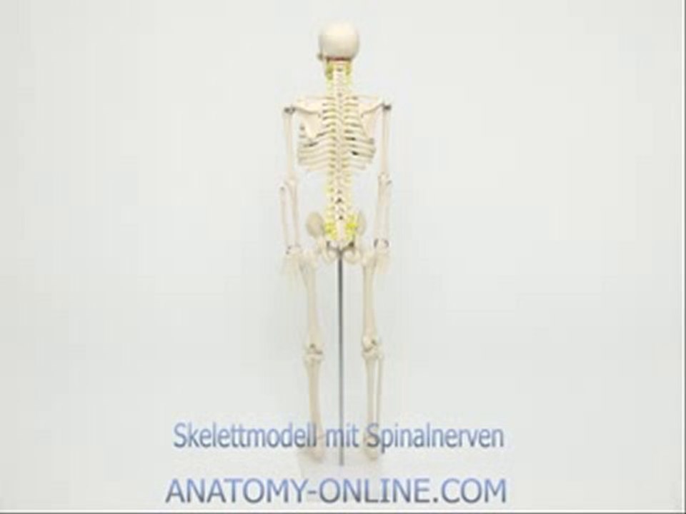 Anatomie modell skelett 85cm mit spinalnerven
