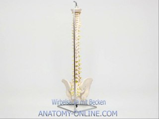 Anatomie Modell Wirbelsäule mit Becken Lebensgroß