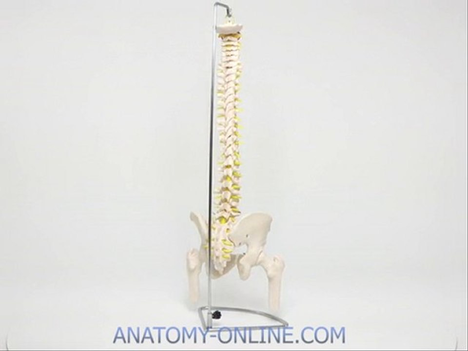 Anatomie Modell Wirbelsäule mit Becken und Femur