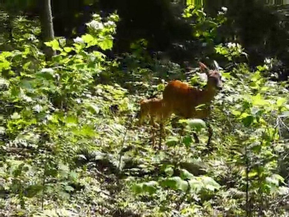 Une biche et son faon...