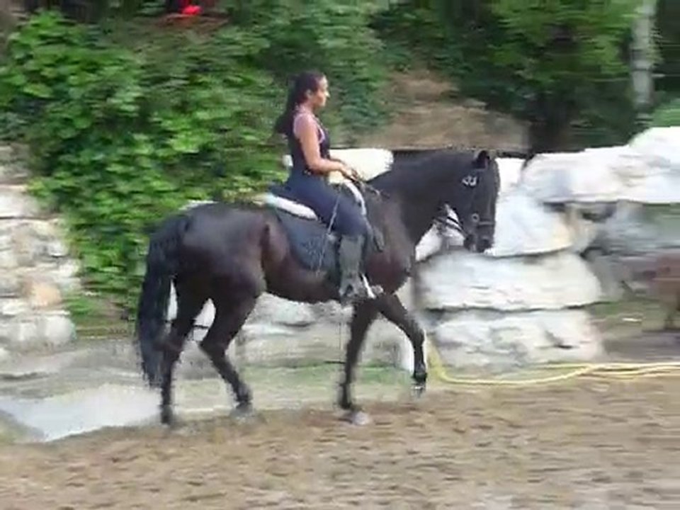 Dressage