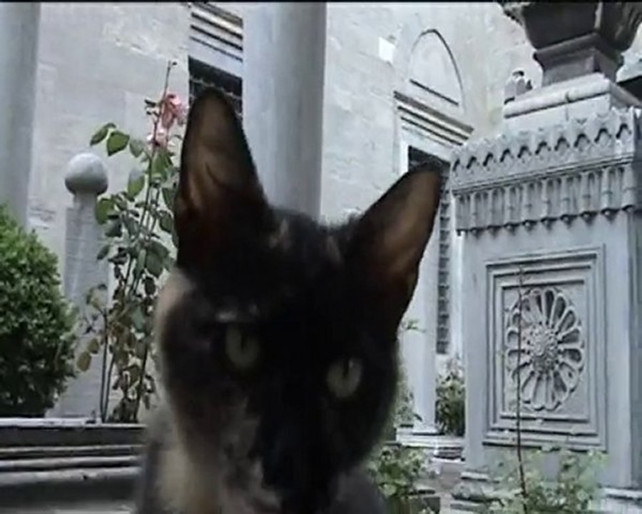 Pulp Istanbul