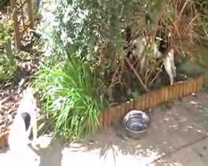 darko escabot 2010_04_09_21_08_39