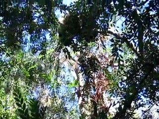 Pandas, au zoo de San Diego