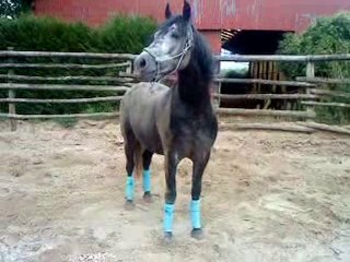 Attila et sa roulade avec ses bandes