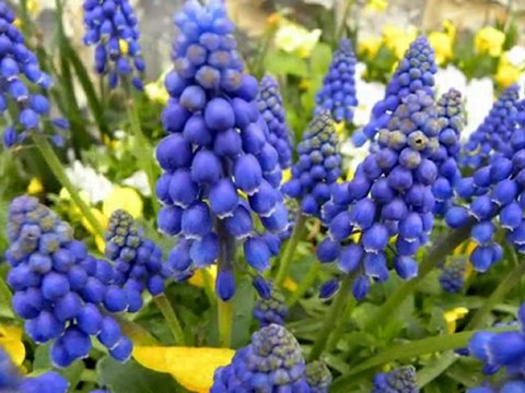 Diaporama de l'année 2010 - 14ème partie