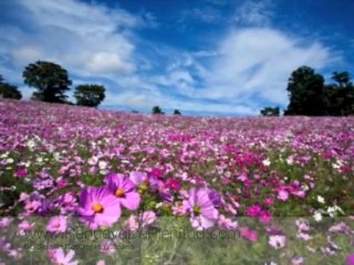 Videos Cristianos - Buscaré Solícitamente a Alguien.