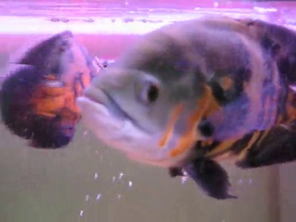 AROWANA MIN KURBAĞA ZİYAFETİ-AROWANA EATİNG FROG