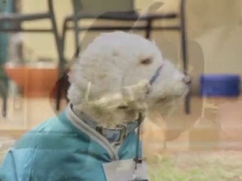 Vet Brighton The Brighton Vet VIC