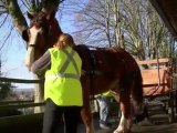 Le retour du cheval de trait