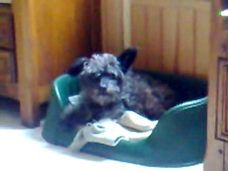Chien chantant