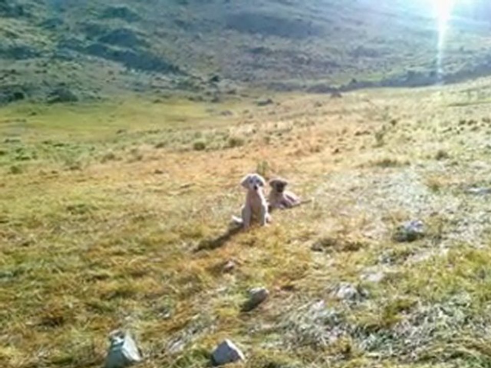 GURUP  YORUM  YAGMUR